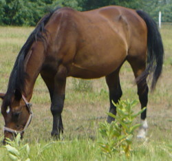 KISBER FELBER